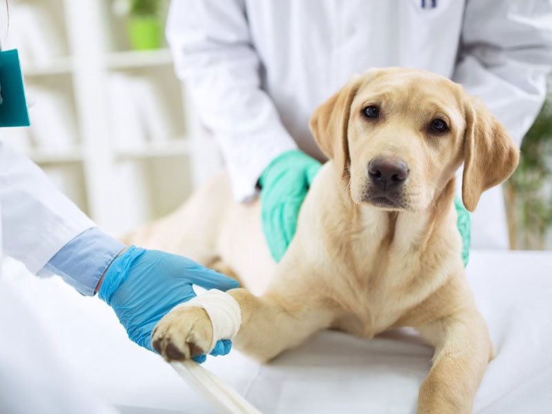 Cytopoint: Making a Difference for Dogs with Atopic Dermatitis | How Important Cytopoint - Order