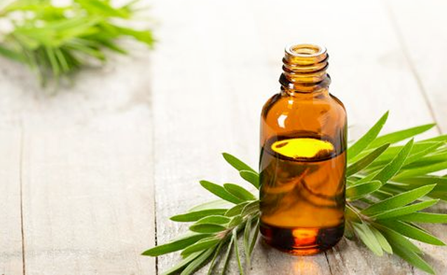 Importance of Mosquito Bite Prevention: 5 Essential Oils That Naturally ...
