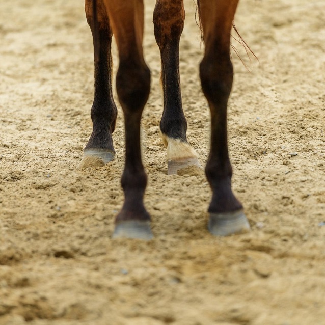 Supporting Strength And Mobility: A Guide To Horse Joint Supplements