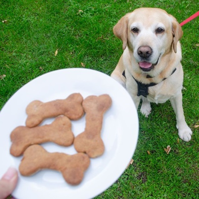 doggy treats