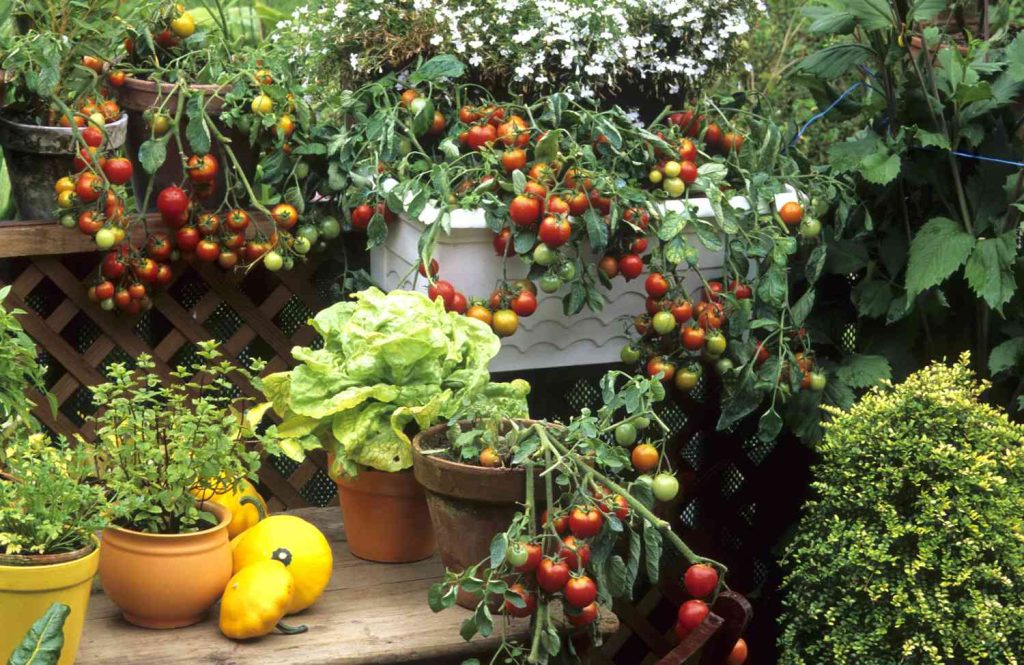 vegetable garden planters