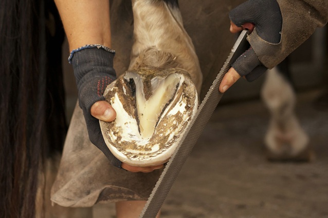 hoof care