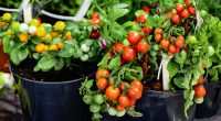 vegetable-planters